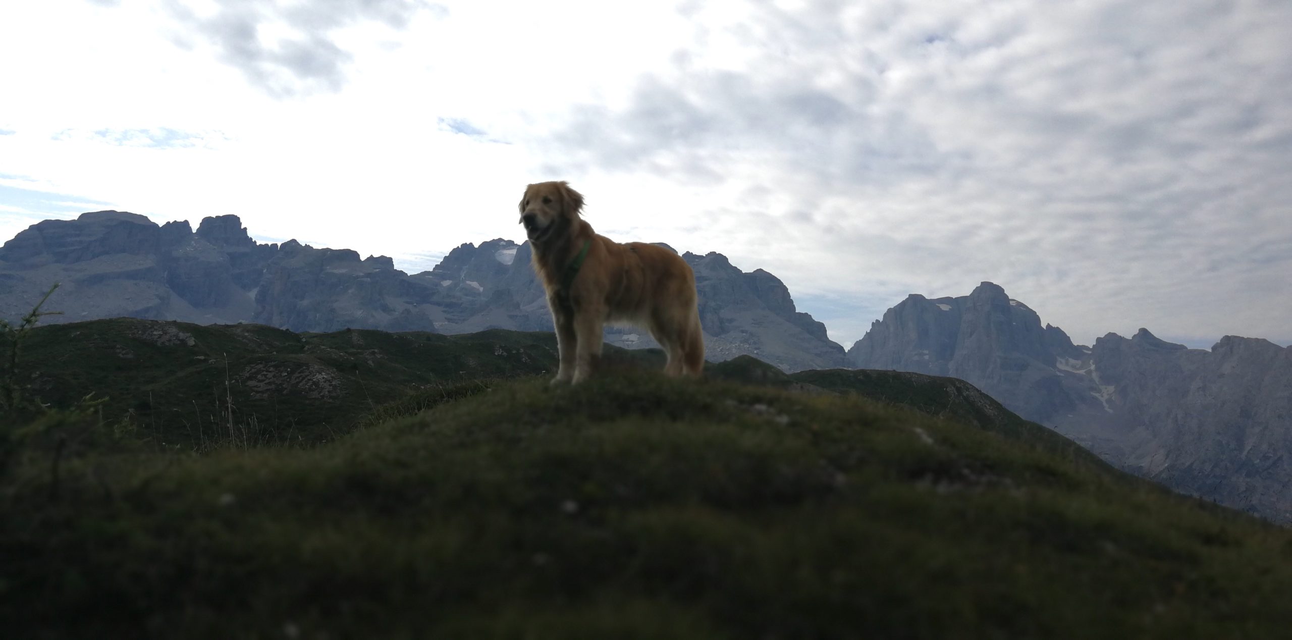 Attrezzatura per dog trekking: cosa portarsi per un'escursione col cane