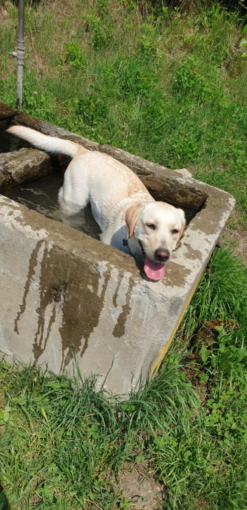 IMG 20200523 acqua Acqua buona, acqua pericolosa: quando aiutare il cane