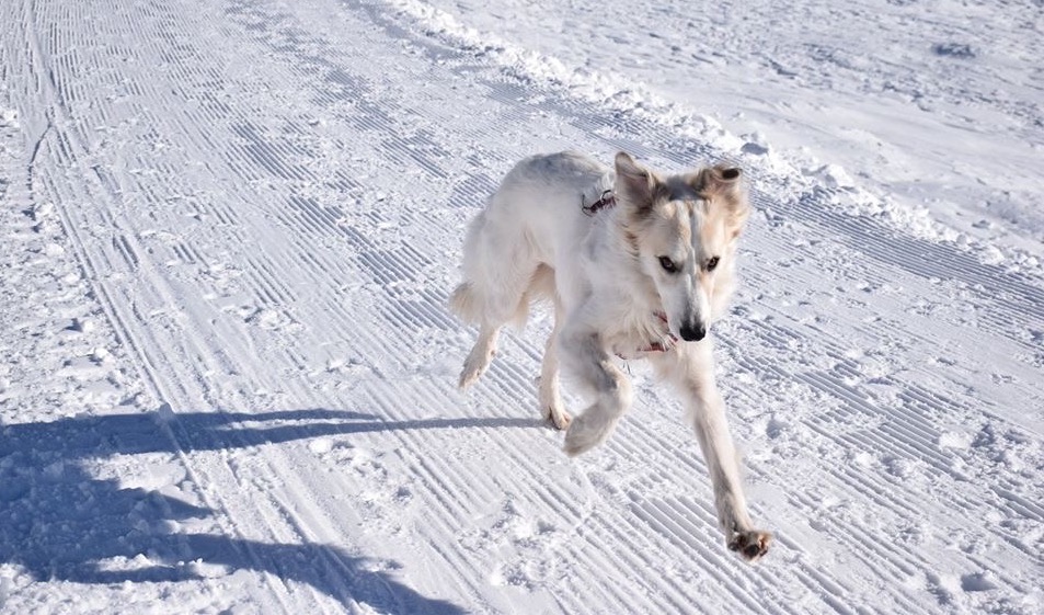Cane sulla neve: alcuni cani soffrono il freddo altri no.
