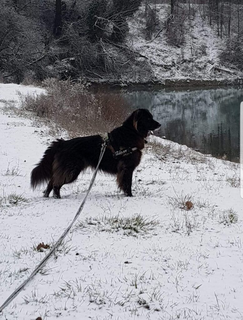 Cane sulla neve: bisognerebbe chiedersi sempre se i nostri cani soffrono il freddo oppure no.