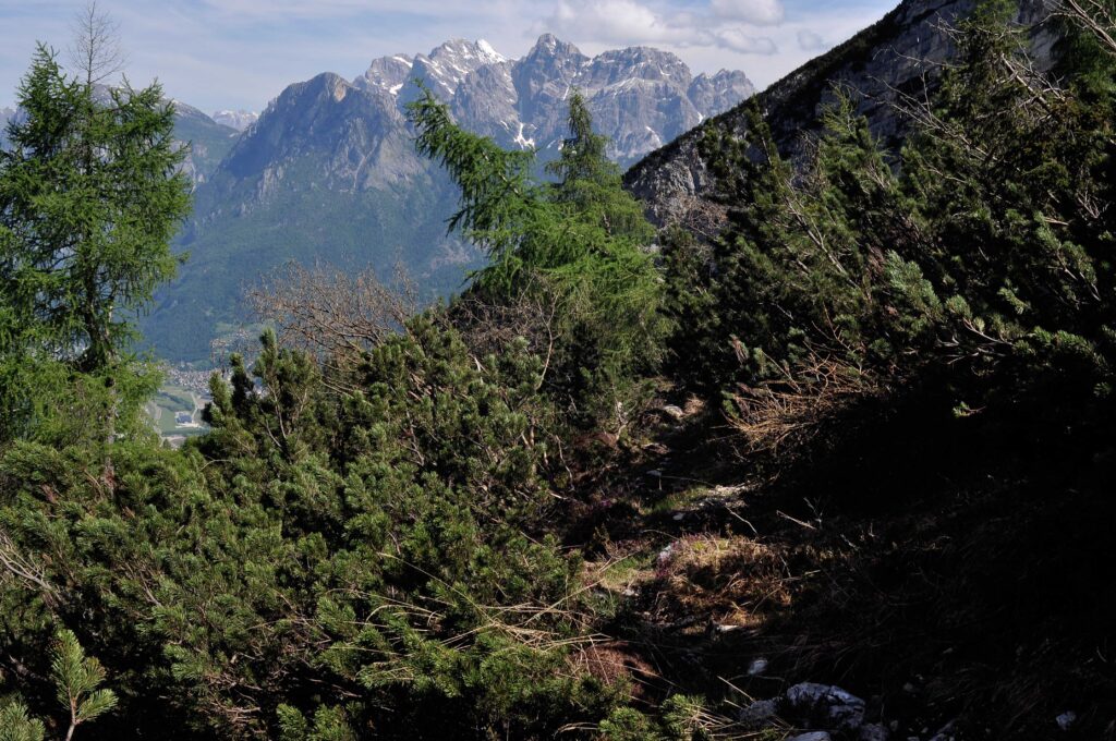 Taglio tra i mughi, sentiero nel gruppo del Piz di Mezodì