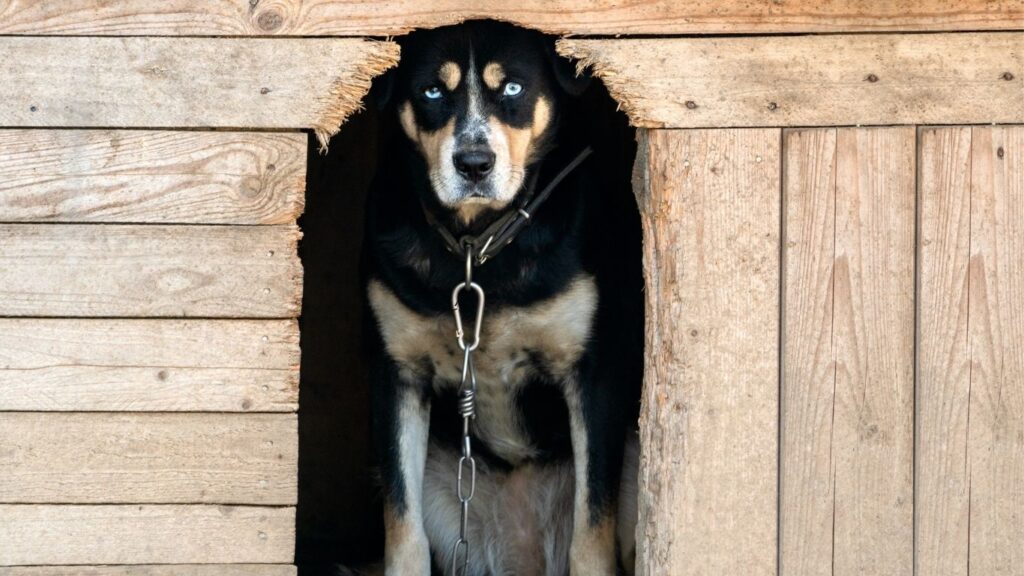 Trento, basta cani alla catena - Scioline velenose - Don Slavina Progetto senza titolo 24 Trento, basta cani alla catena - Scioline velenose - Don Slavina