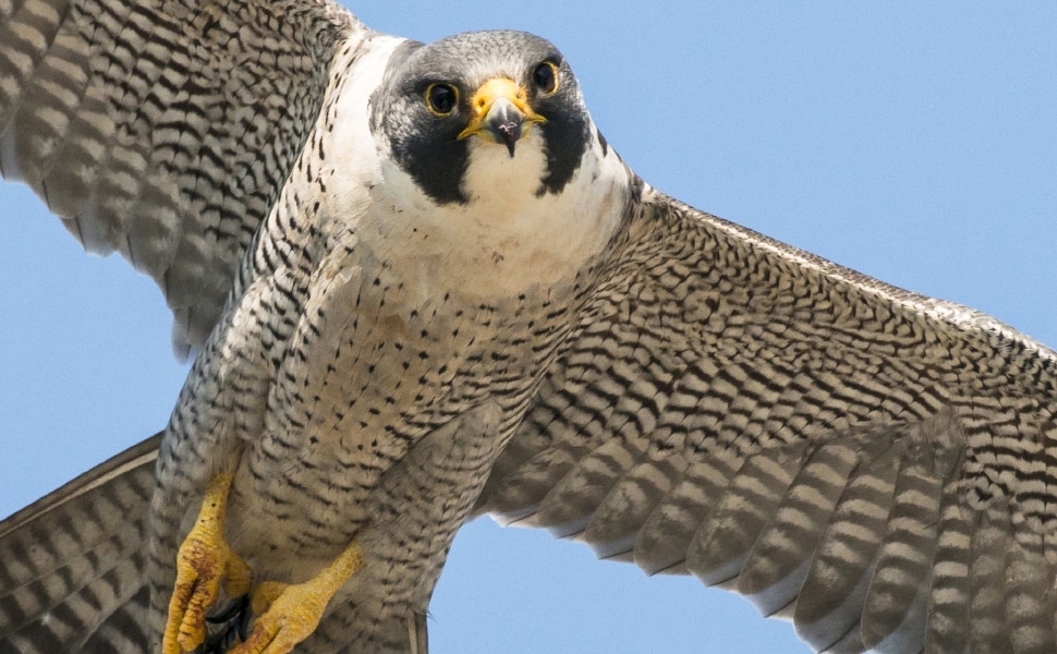 Falcopellegrino n volo copia Fatti in breve: Adunata Alpini - Falco pellegrino minacciato - "Un alt(r)o Everest" al Manzoni
