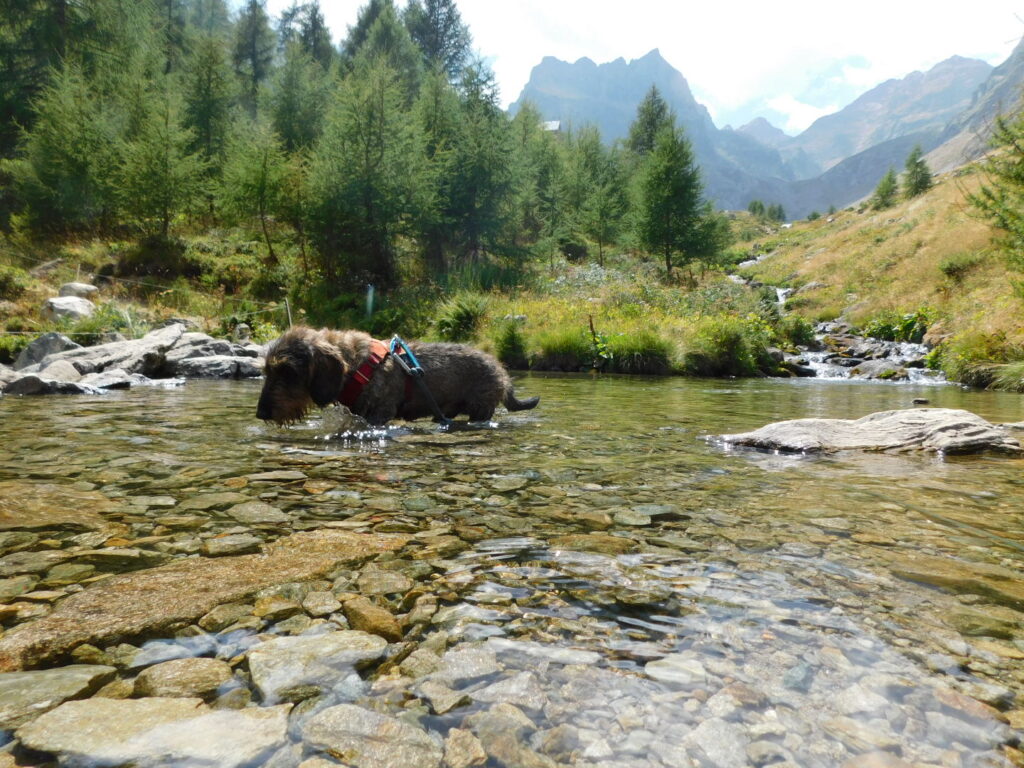 DSCN3345 Attenti al caldo con i cani, anche in montagna!