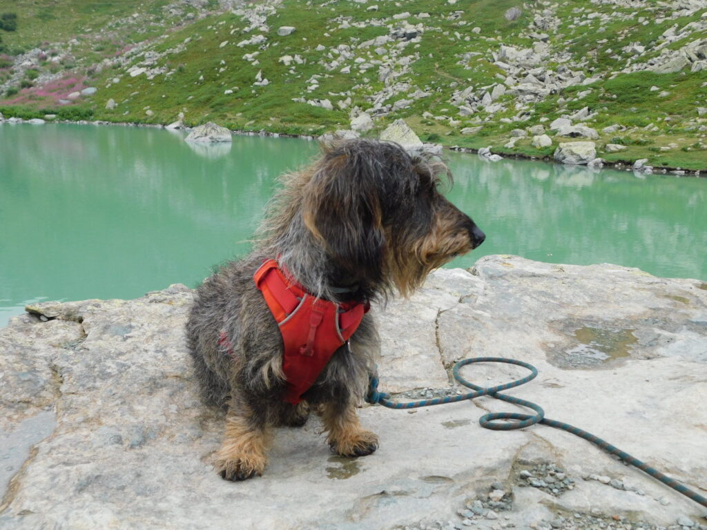 DSCN4347 Come andare in montagna con un cane anziano