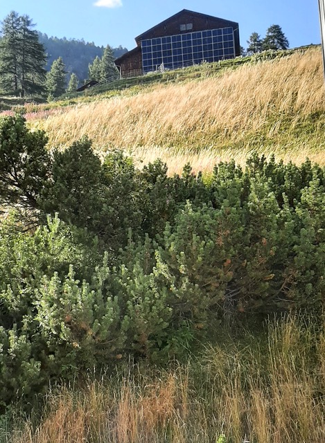 Fotovoltaico a Samedan Il Palü "del cuore" e disavventure da "chura intensiva"