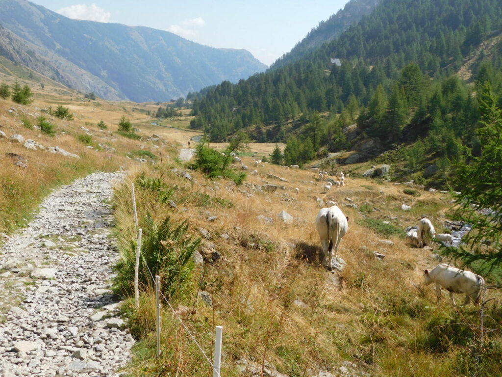 DryAlps, studiare gli impatti della siccità in montagna con la socioidrologia DSCN3326 1 DryAlps, studiare gli impatti della siccità in montagna con la socioidrologia